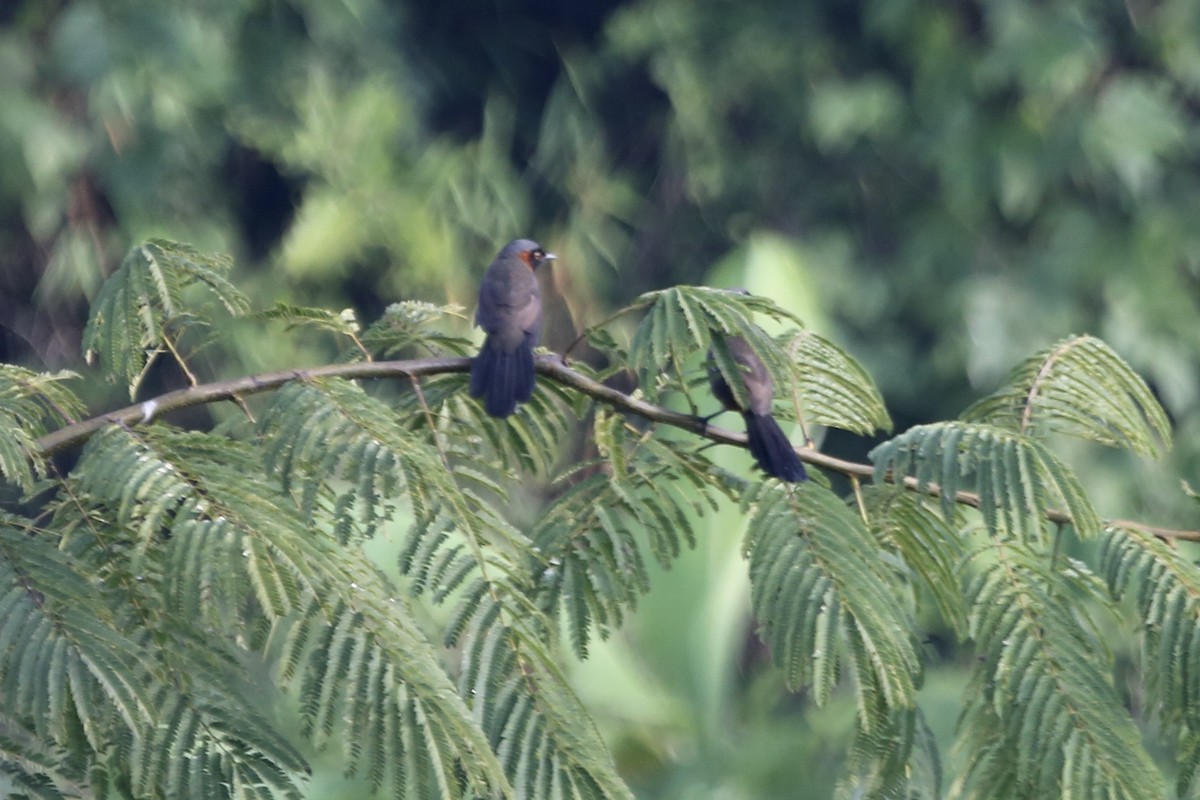 Rufous-necked Laughingthrush - ML462030661