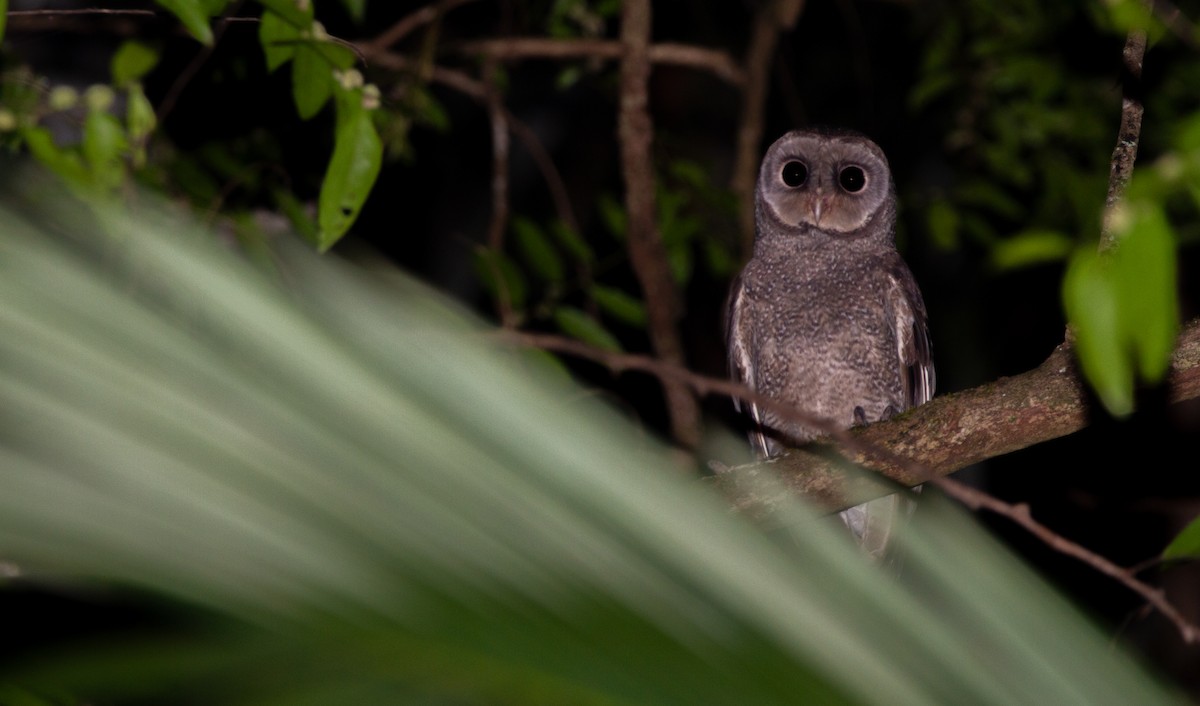 Sooty Owl - Thomas McPherson