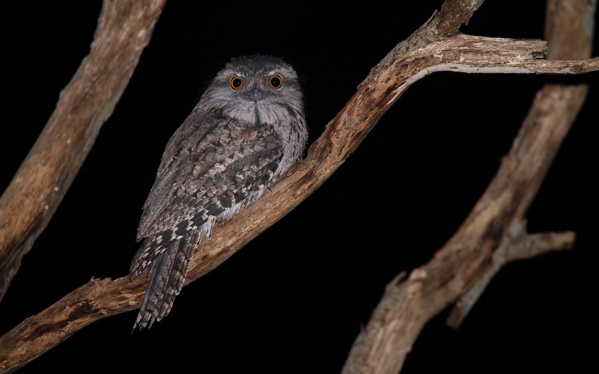 Tawny Frogmouth - ML462031161