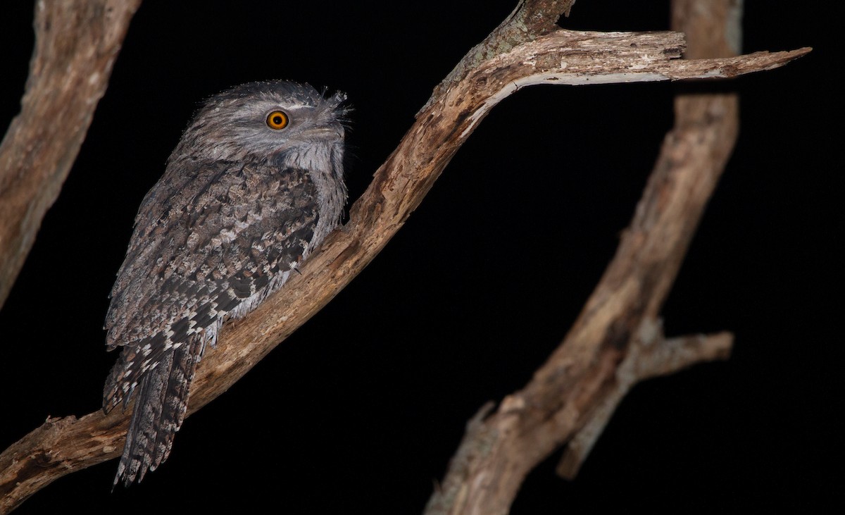 Tawny Frogmouth - ML462031211