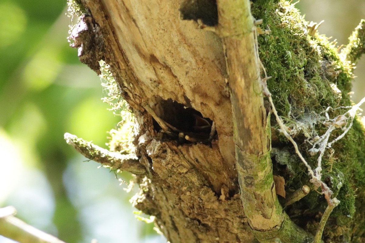 House Wren - ML462034371