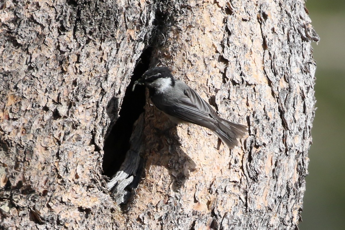 Mountain Chickadee - ML462034941