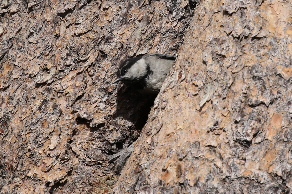 Mountain Chickadee - Sean Smith