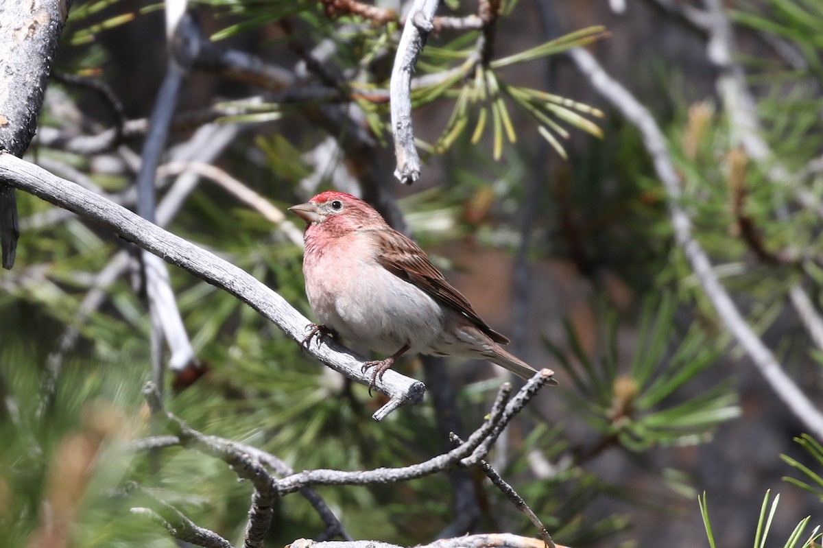 Cassin's Finch - ML462034991