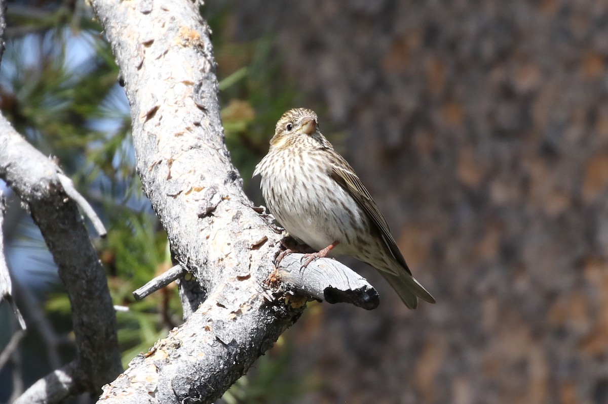 Cassin's Finch - ML462035031