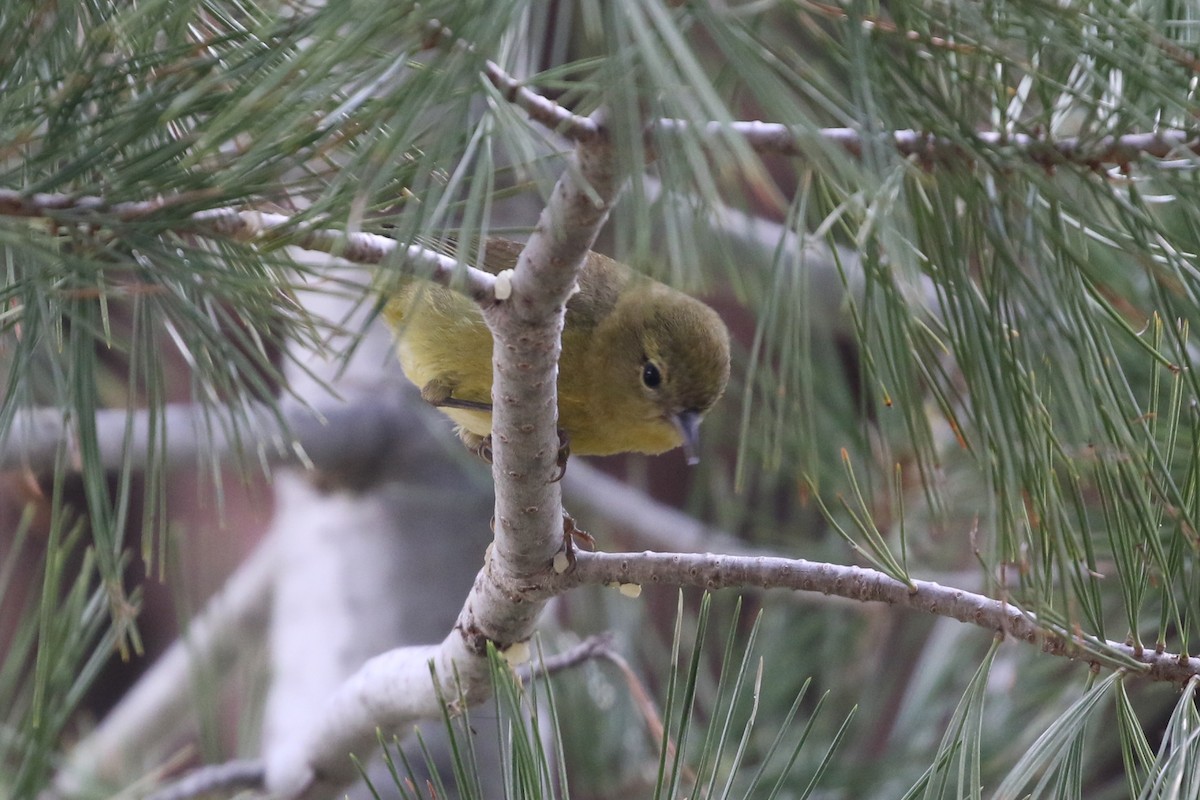 Orange-crowned Warbler - Sean Smith