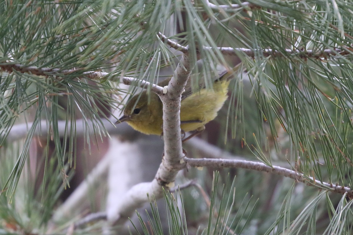 Orange-crowned Warbler - ML462035111