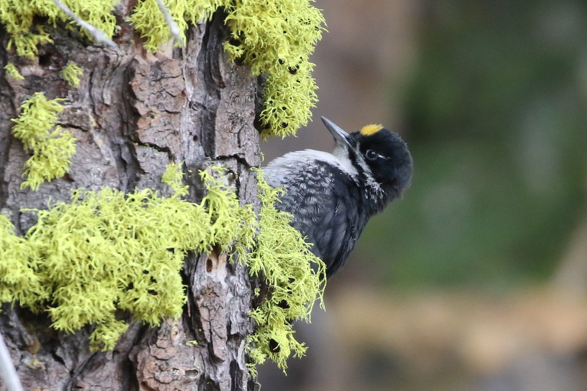 Black-backed Woodpecker - ML462035151