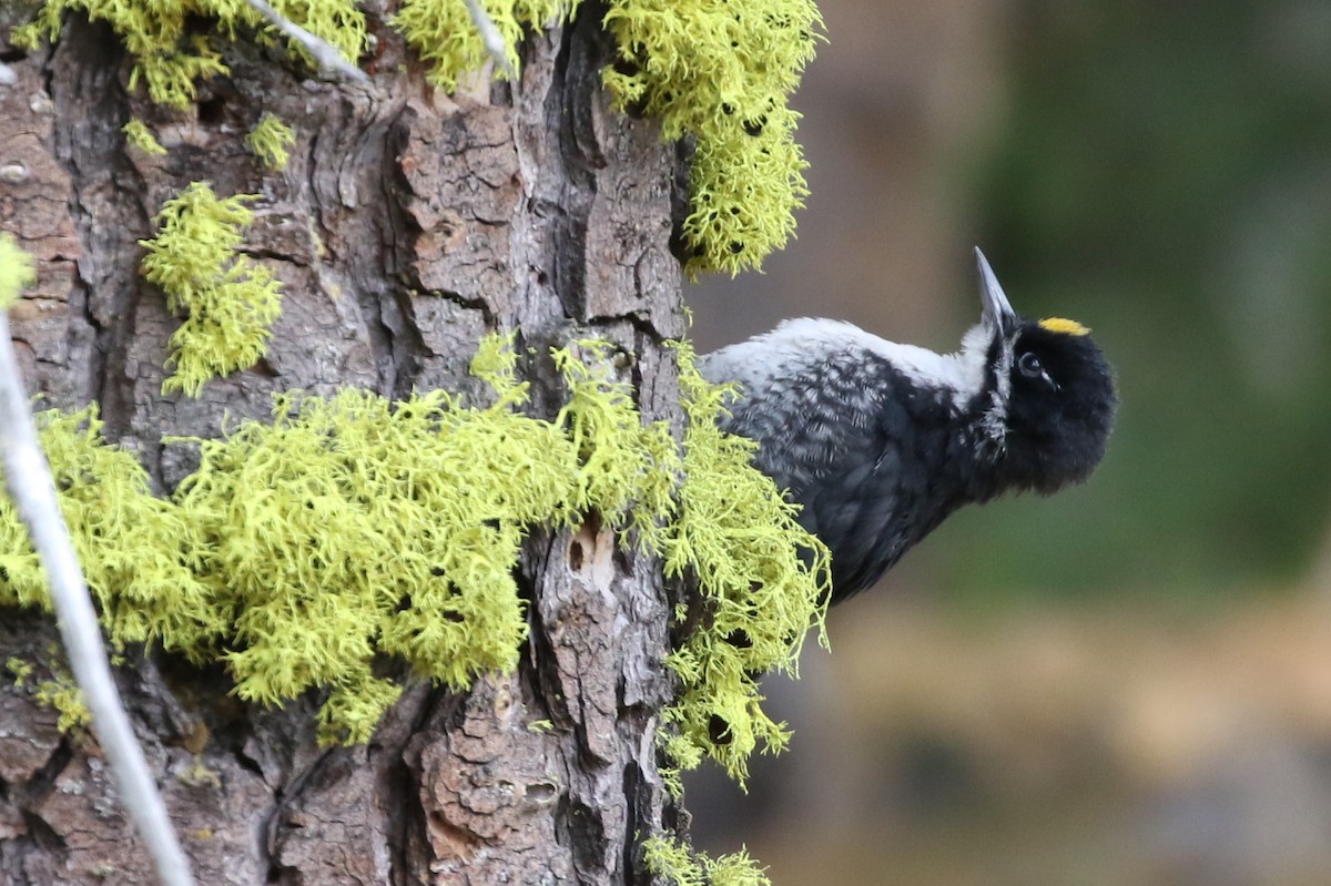 Black-backed Woodpecker - Sean Smith