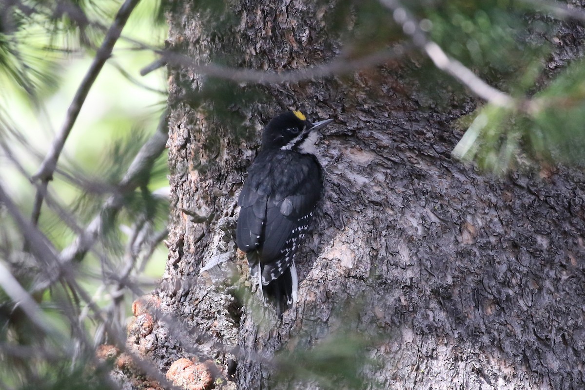 Black-backed Woodpecker - Sean Smith