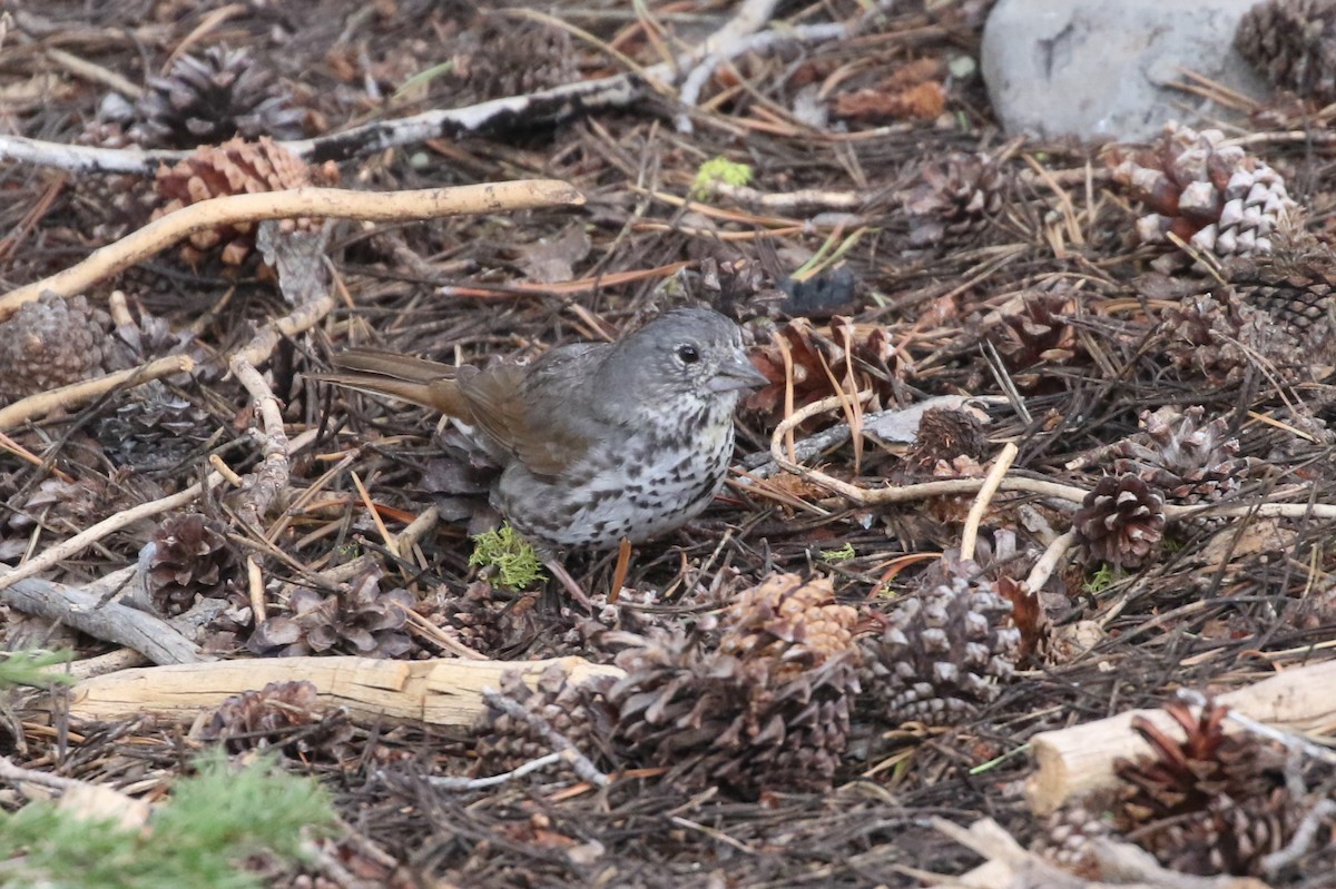 Fox Sparrow (Thick-billed) - Sean Smith