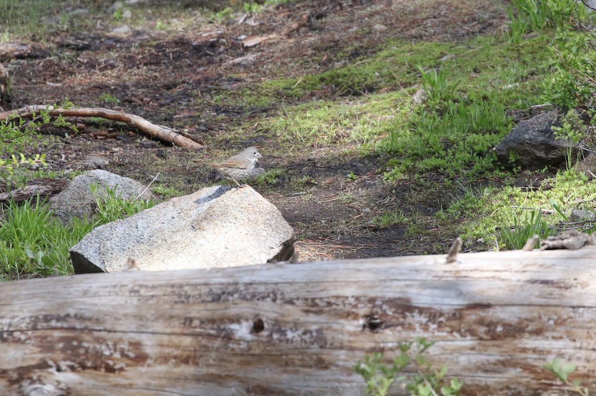 Fox Sparrow (Thick-billed) - ML462035441