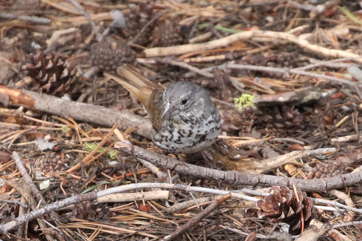 Fox Sparrow (Thick-billed) - Sean Smith