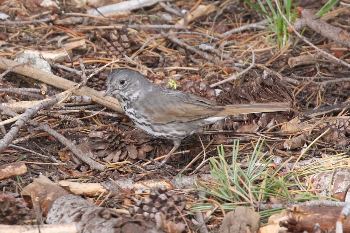 Fox Sparrow (Thick-billed) - Sean Smith