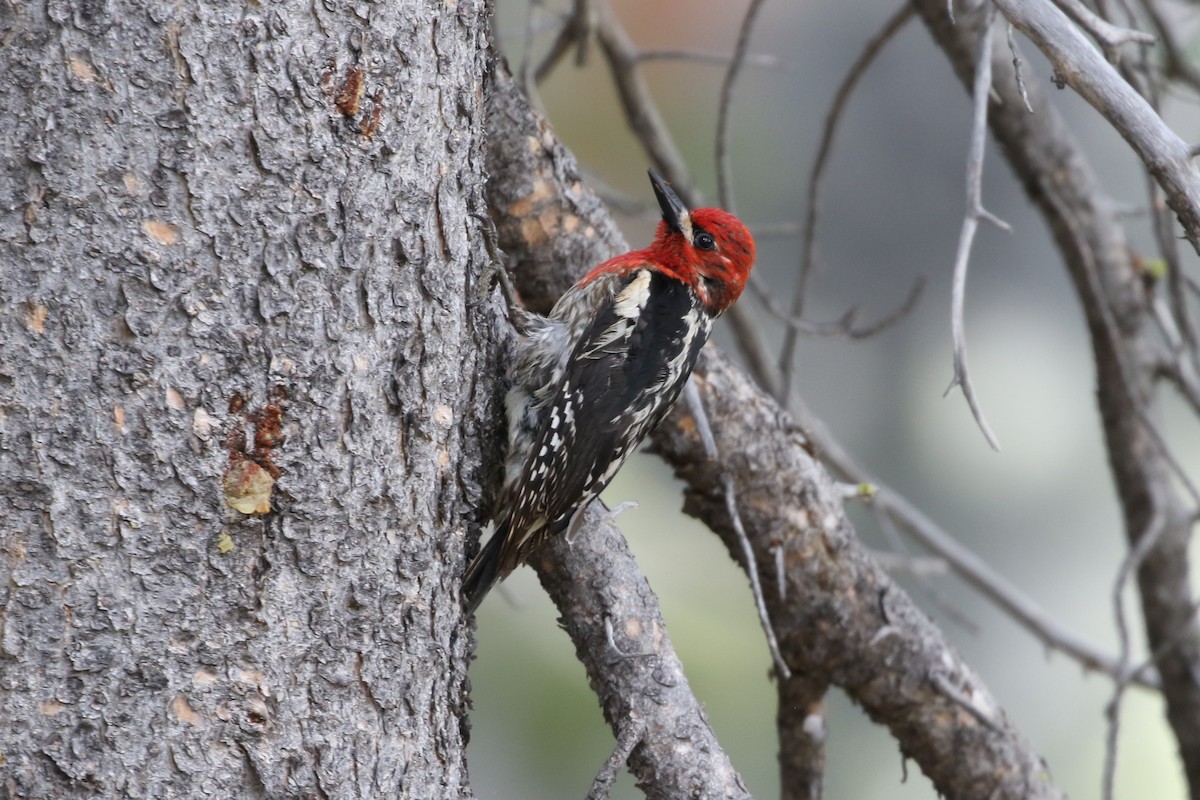 Red-breasted Sapsucker - Sean Smith