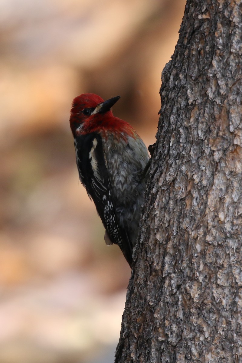 Red-breasted Sapsucker - Sean Smith