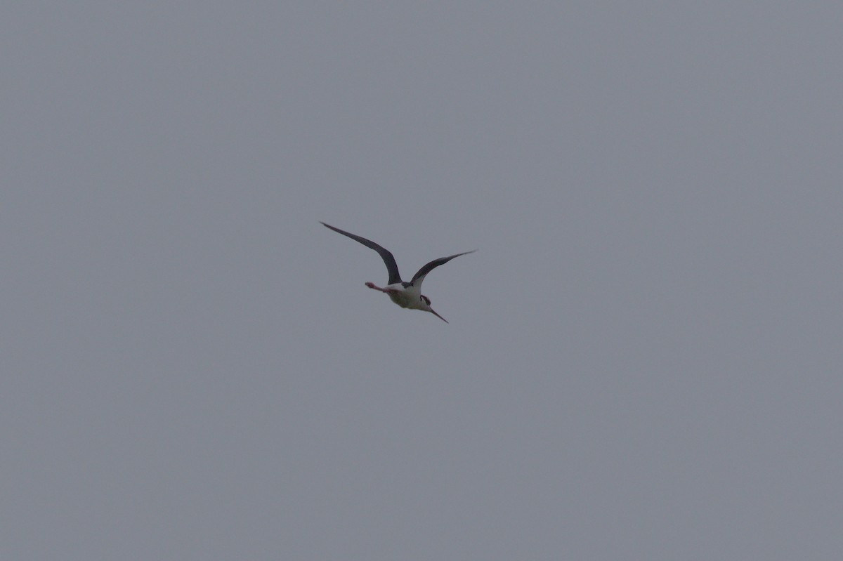 Black-necked Stilt - ML462035671