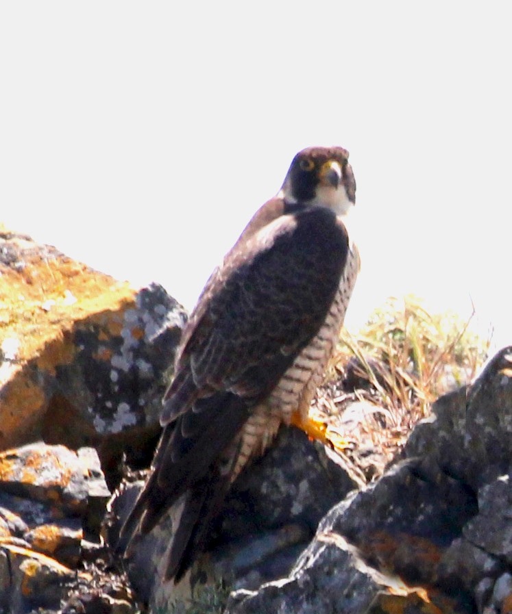 Peregrine Falcon - ML462035761