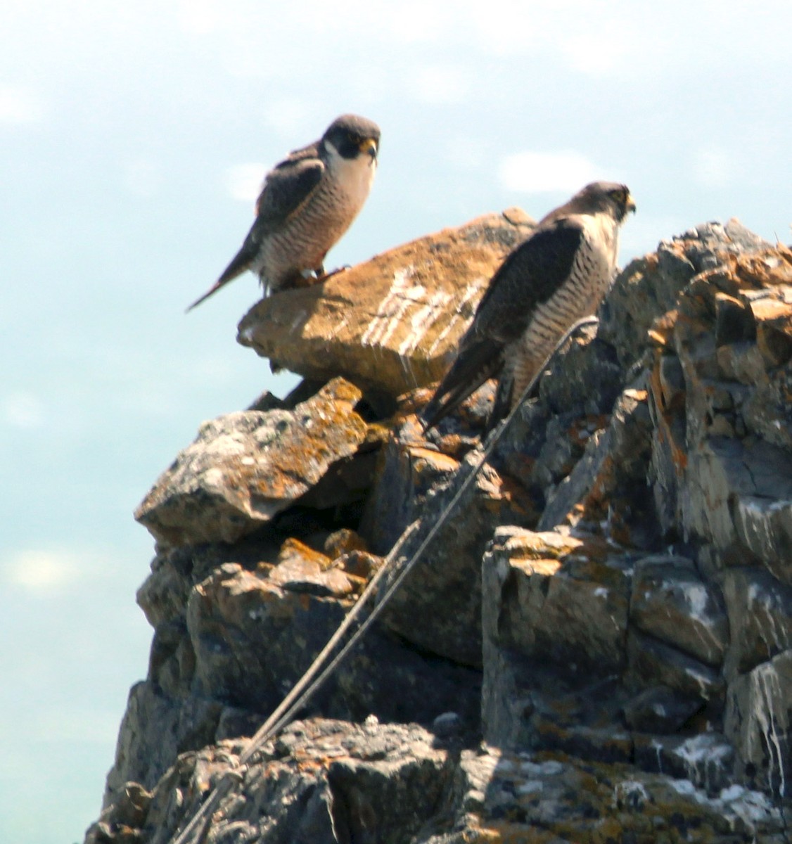 Peregrine Falcon - ML462035771