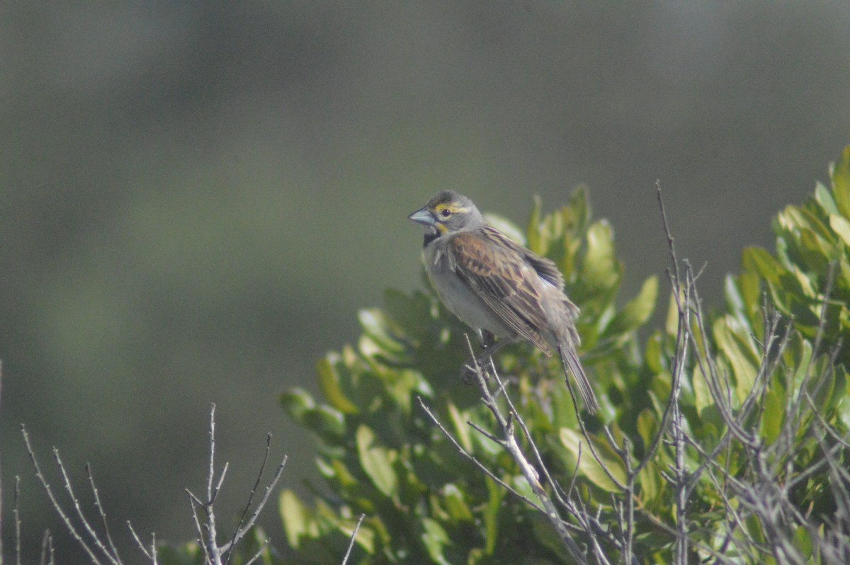 Dickcissel - ML462037991