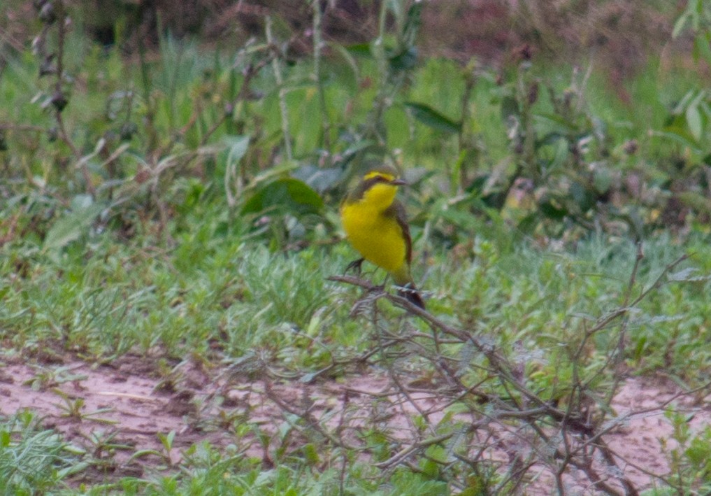 Yellow-browed Tyrant - Noe Got