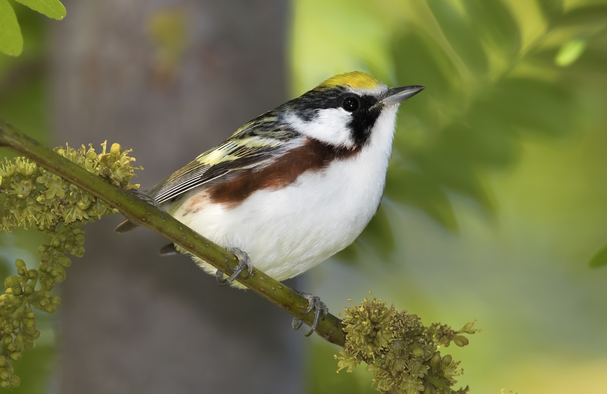 Chestnut-sided Warbler - ML462039141