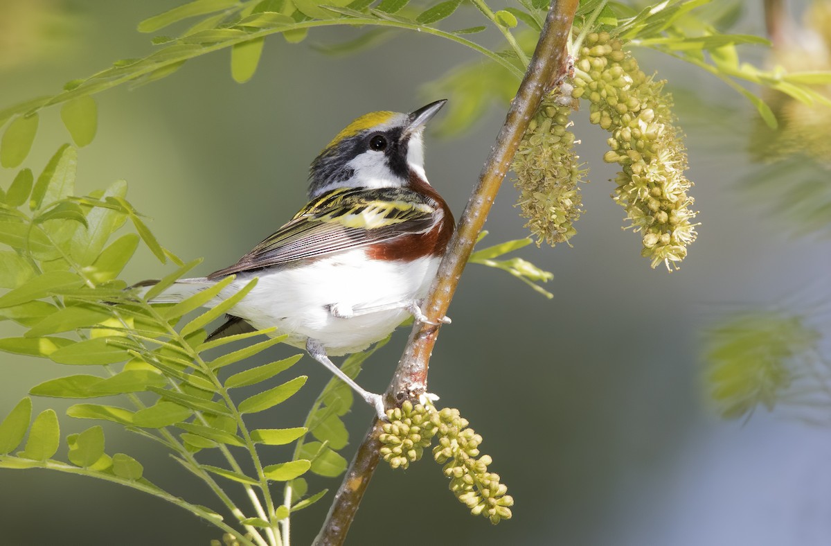 Chestnut-sided Warbler - ML462039151