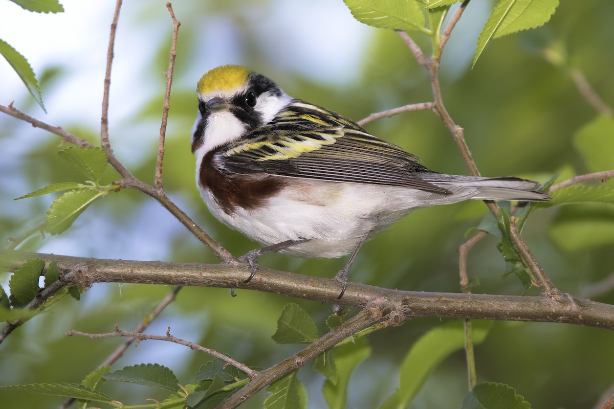 Chestnut-sided Warbler - ML462039161