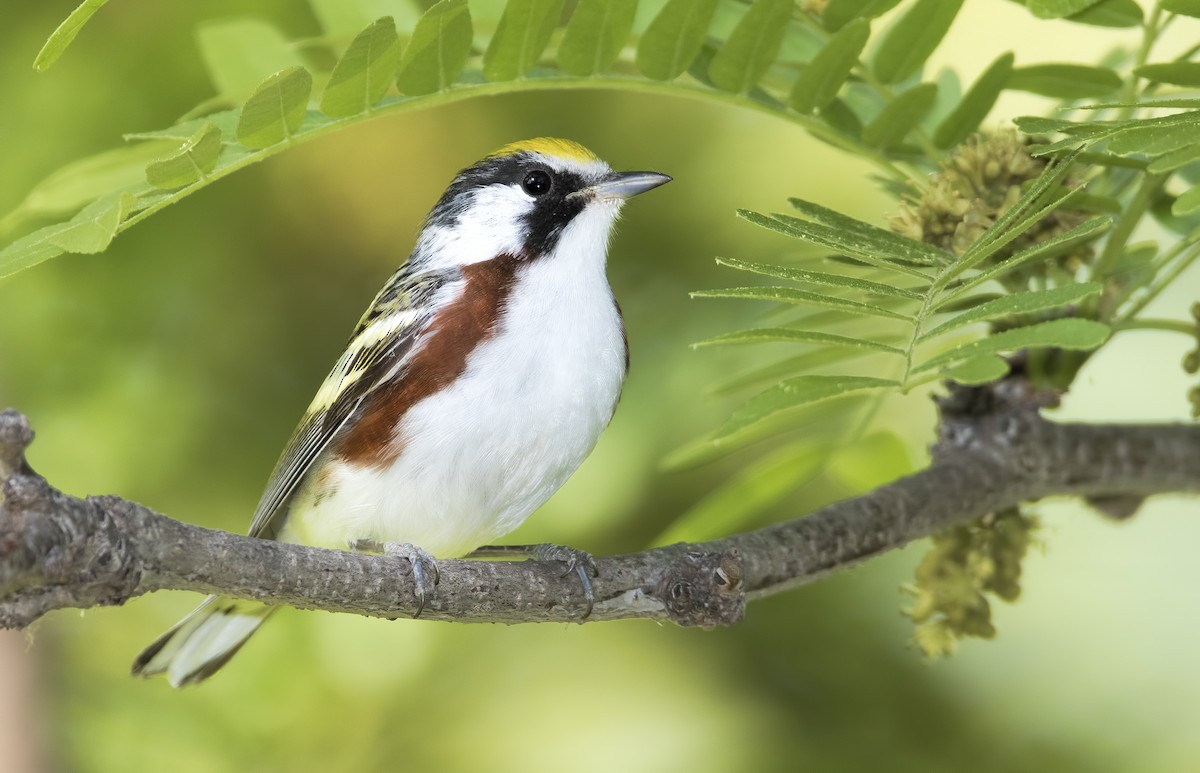 Chestnut-sided Warbler - ML462039201