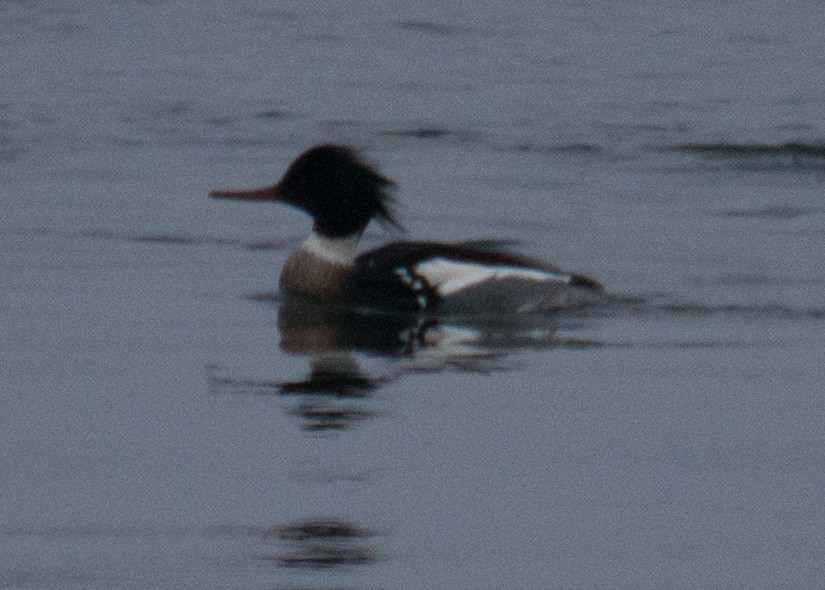 Red-breasted Merganser - Kevin Faccenda