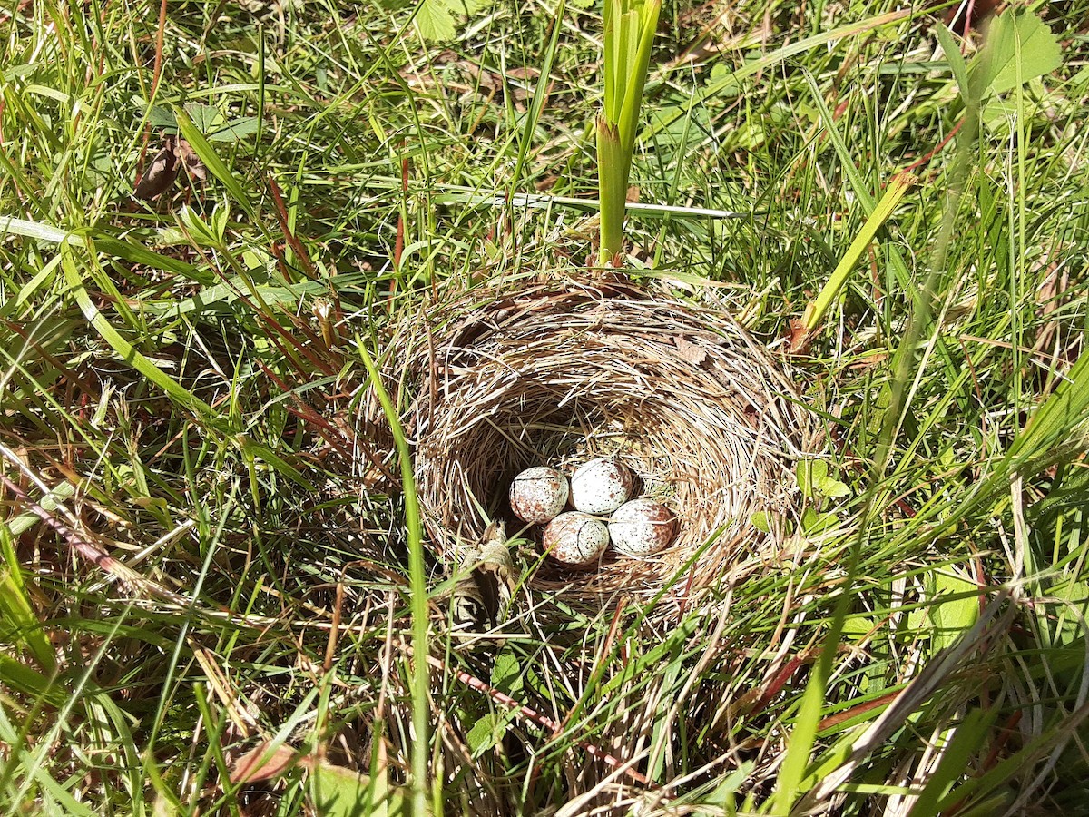Song Sparrow - Lydia Pultorak