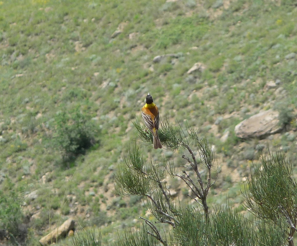 Black-headed Bunting - ML46204111