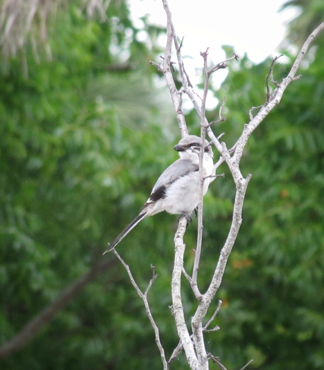 Loggerhead Shrike - ML462041701