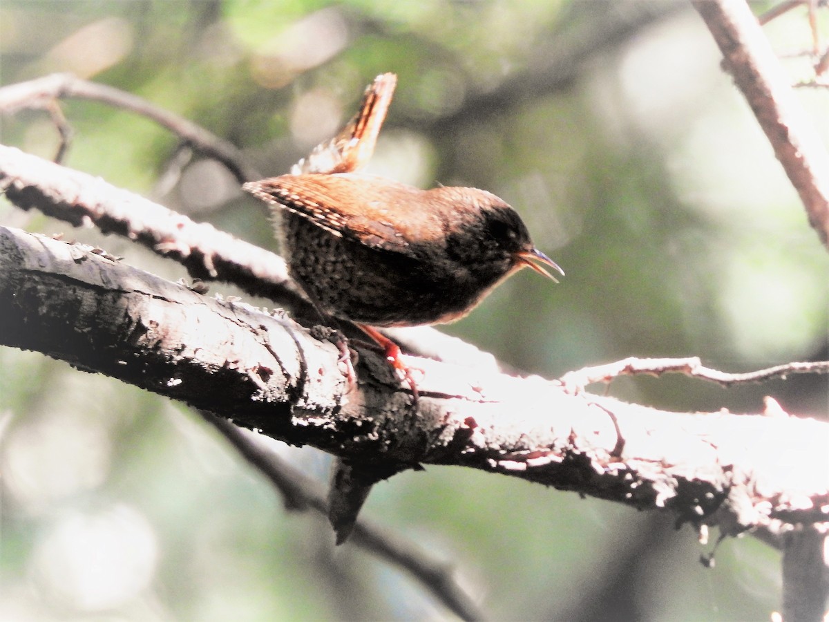 Pacific Wren - ML462042001