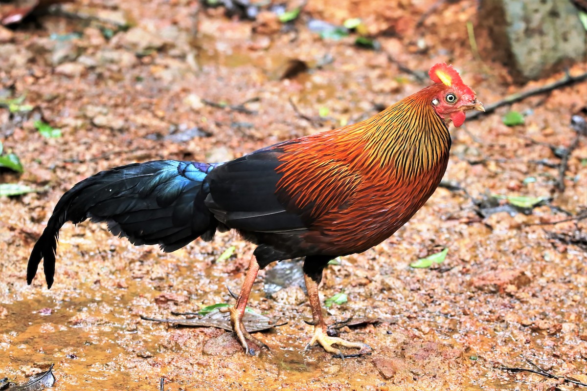 Sri Lanka Junglefowl - Channa Jayasinghe