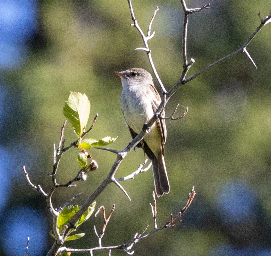 Willow Flycatcher - Greg Harrington