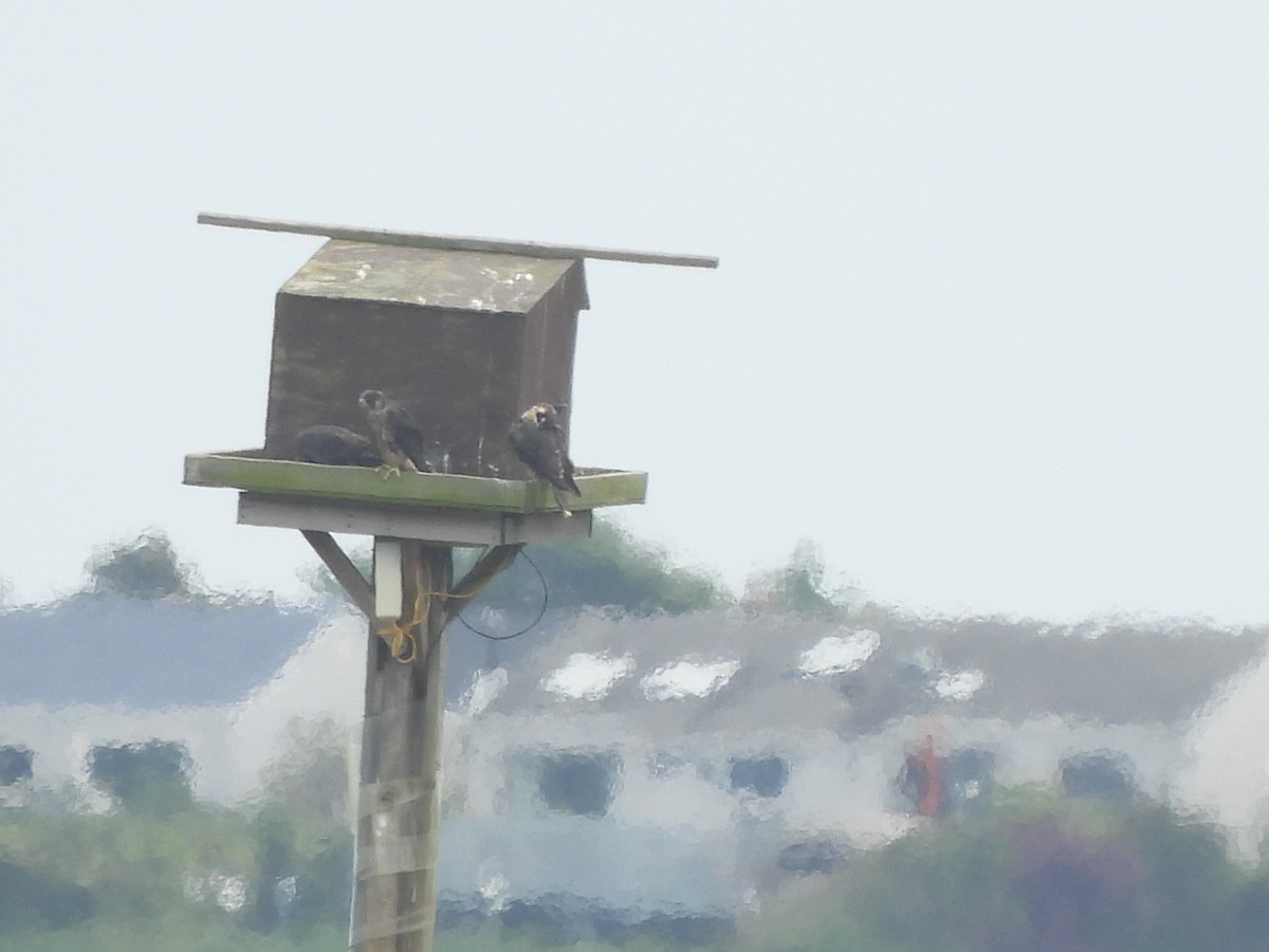 Peregrine Falcon - Jennifer Wilson-Pines