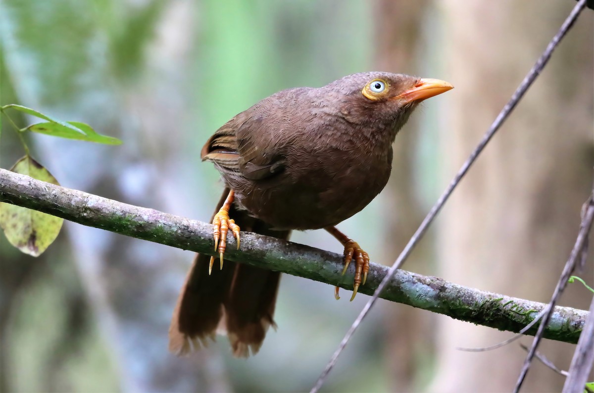 Orange-billed Babbler - ML462047231