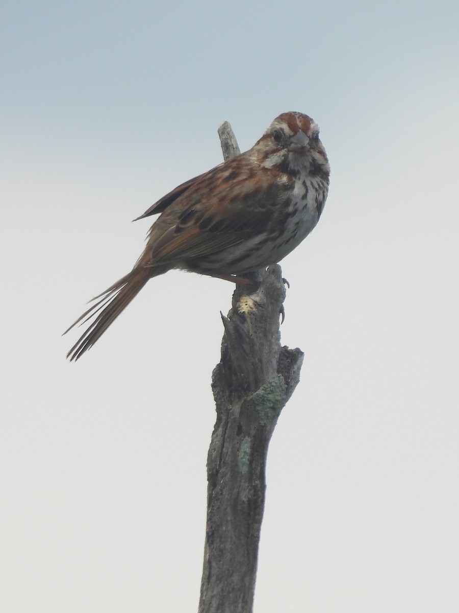 Song Sparrow - ML462047921