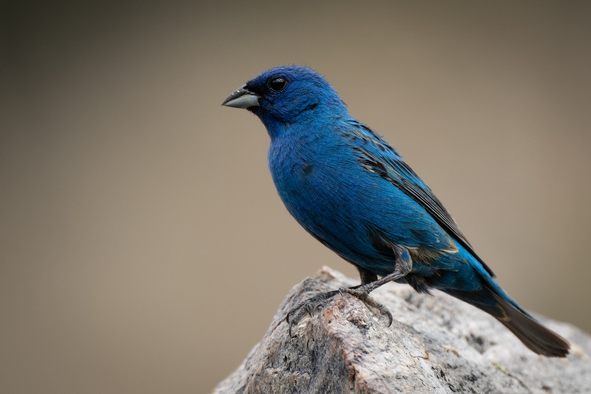 Indigo Bunting - ML462048611