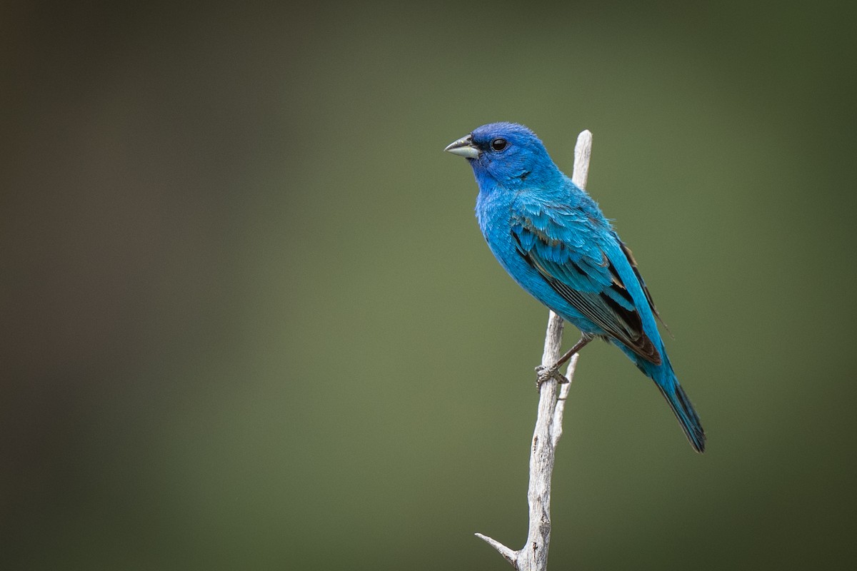 Indigo Bunting - ML462048641