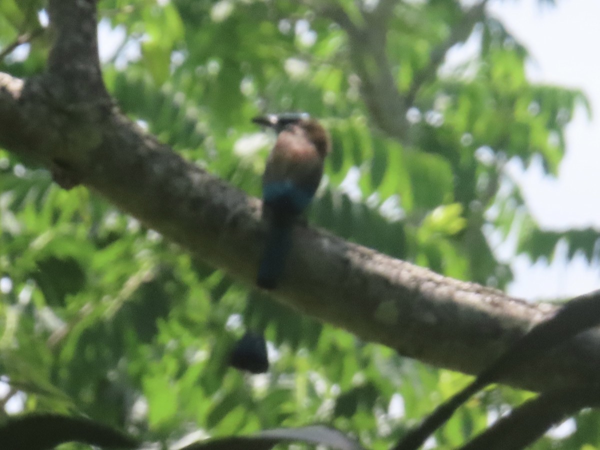 Turquoise-browed Motmot - ML462049431