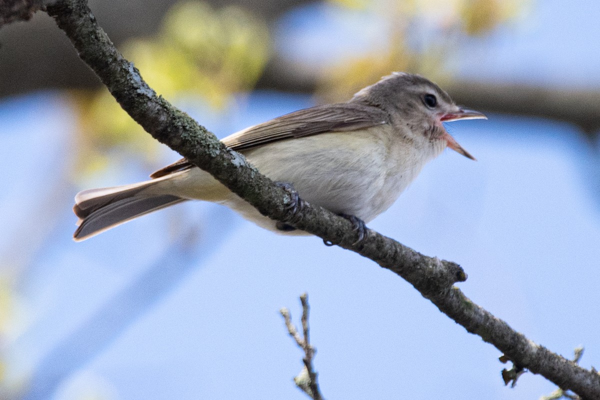 Warbling Vireo - ML462050121