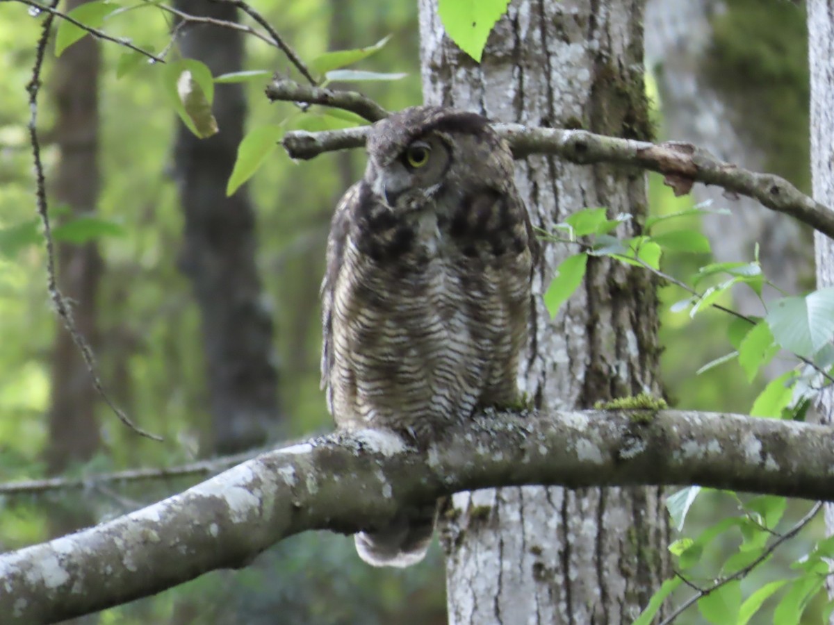Great Horned Owl - ML462050521