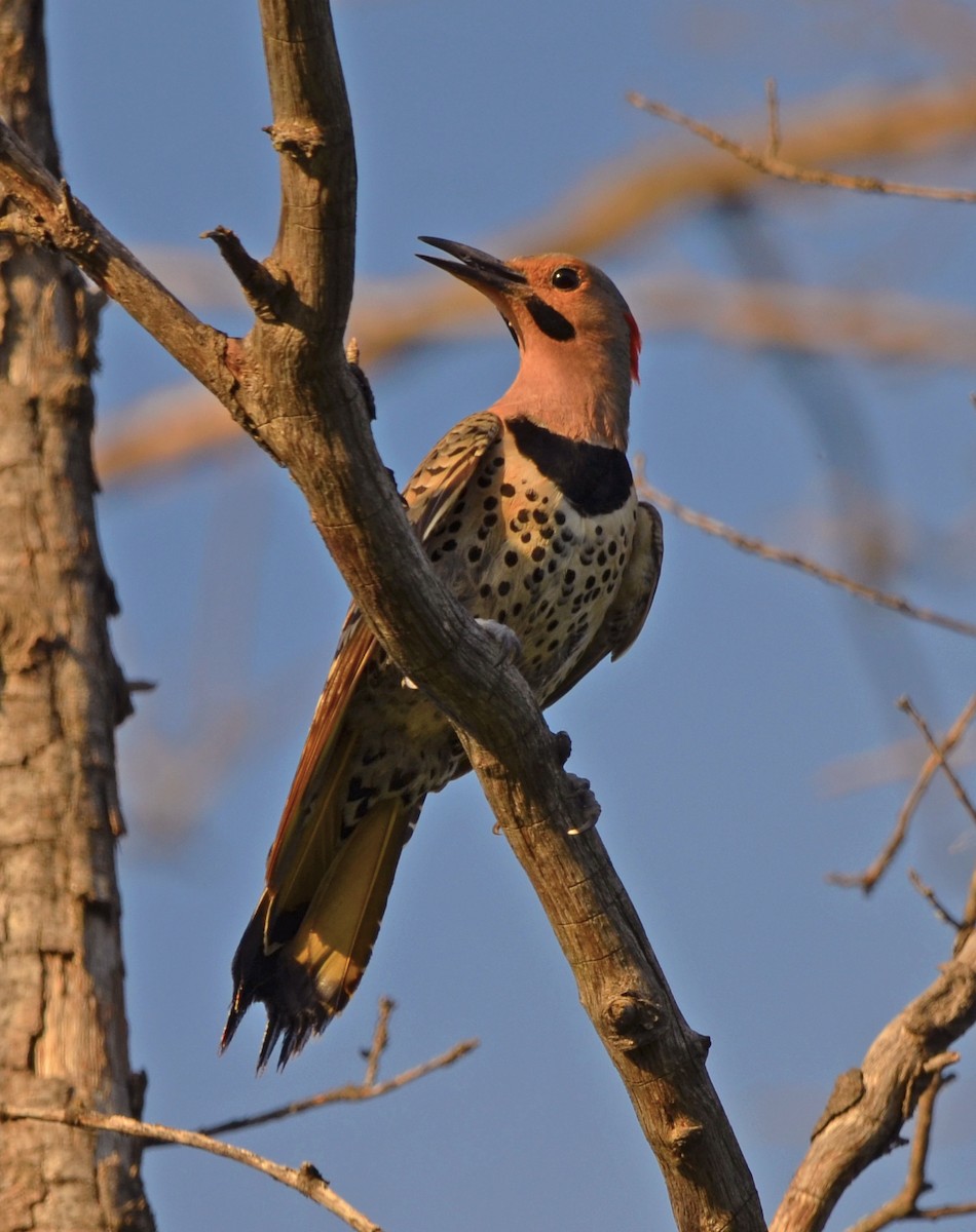 Northern Flicker - ML462051571