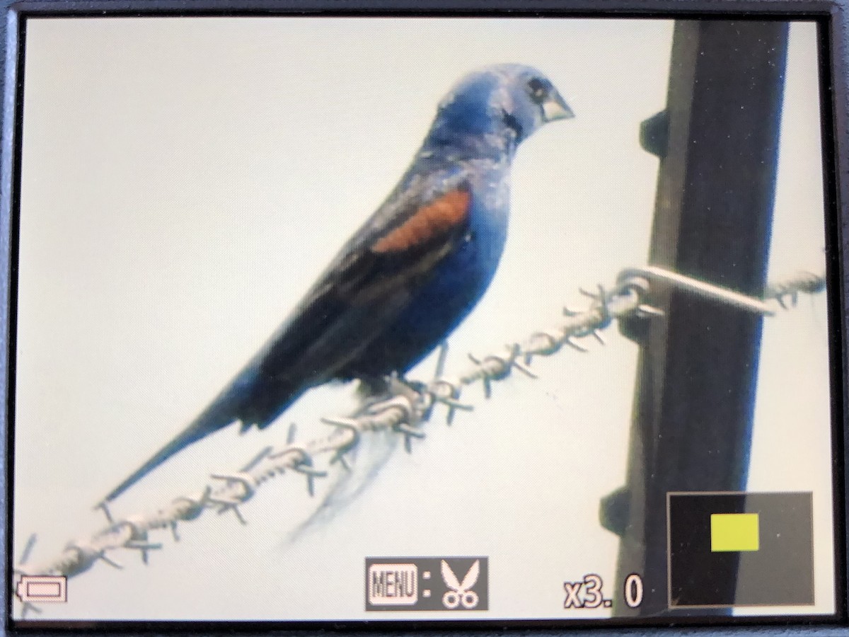 Blue Grosbeak - ML462054991