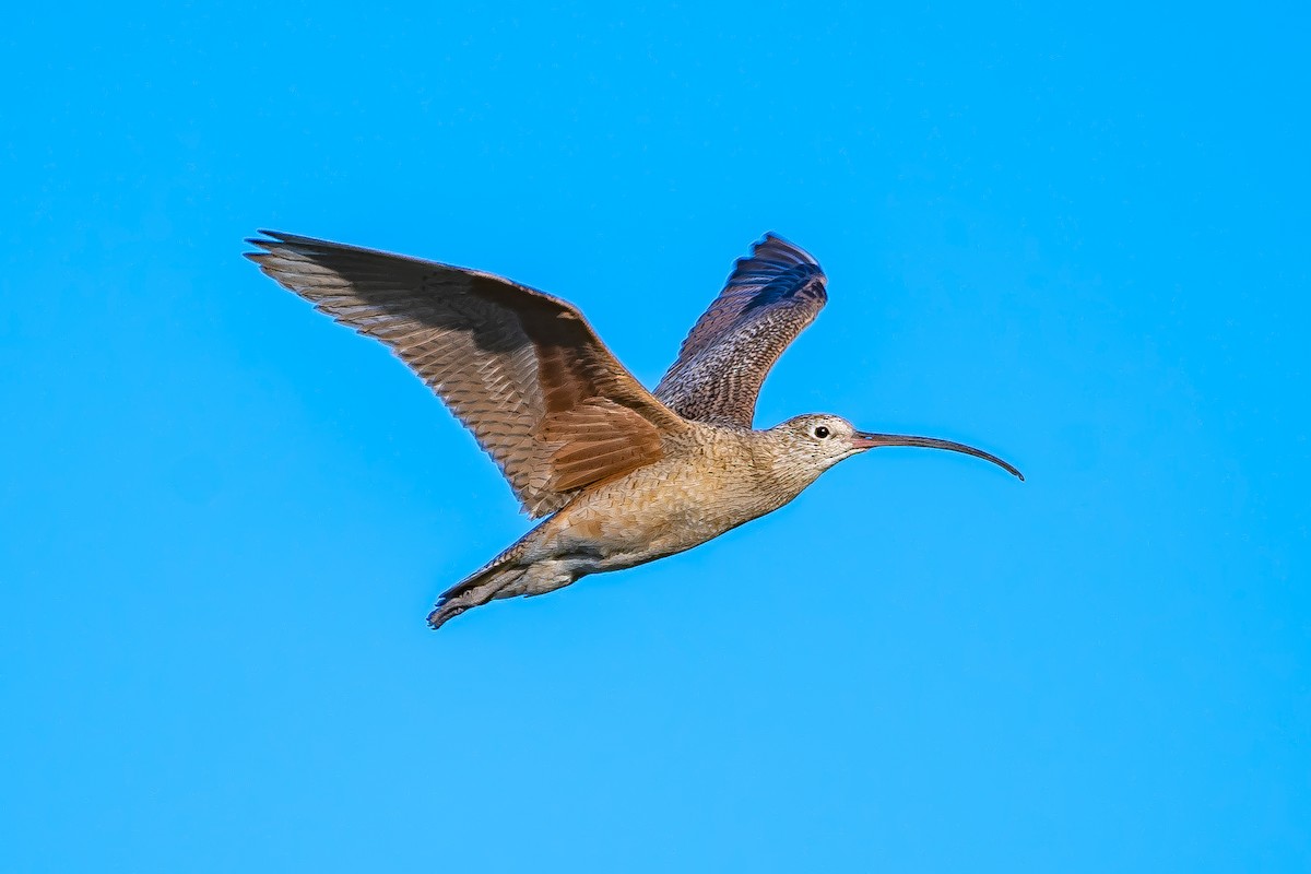 Long-billed Curlew - Levi Moxness