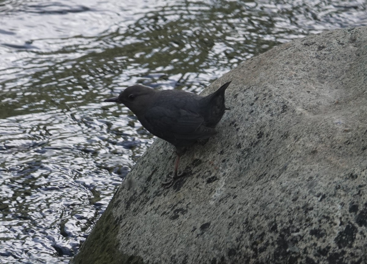 American Dipper - ML462055261