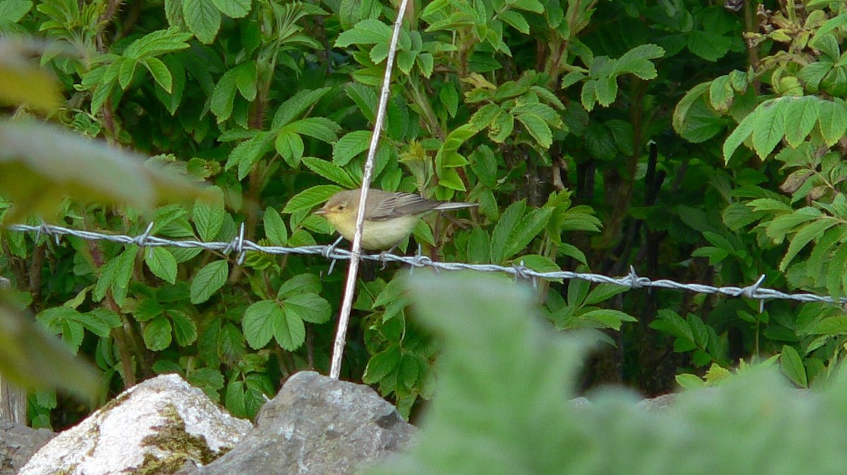 Icterine Warbler - ML46205651