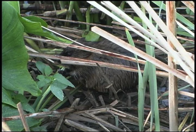 muskrat - ML462057